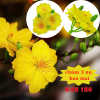 Bịch 1kg Chùm 3 Nụ Hoa Mai giả Trang Trí